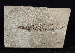 Centricus heinrichi HECKEL 1850 - Bild © FossNet FossilienStore